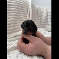 Dachshund (Miniature Smooth Haired)