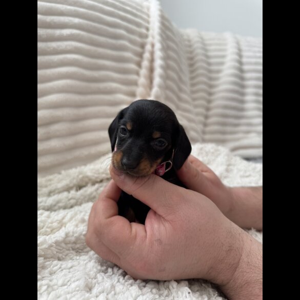 Dachshund (Miniature Smooth Haired)