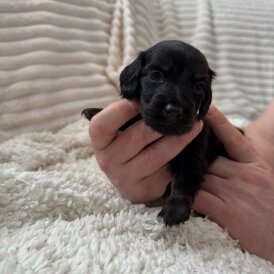 Dachshund (Miniature Smooth Haired)