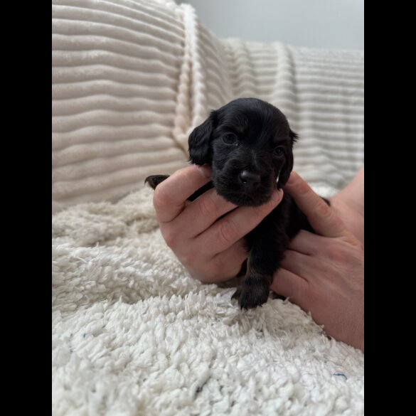 Dachshund (Miniature Smooth Haired)