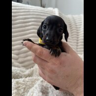 Dachshund (Miniature Smooth Haired)