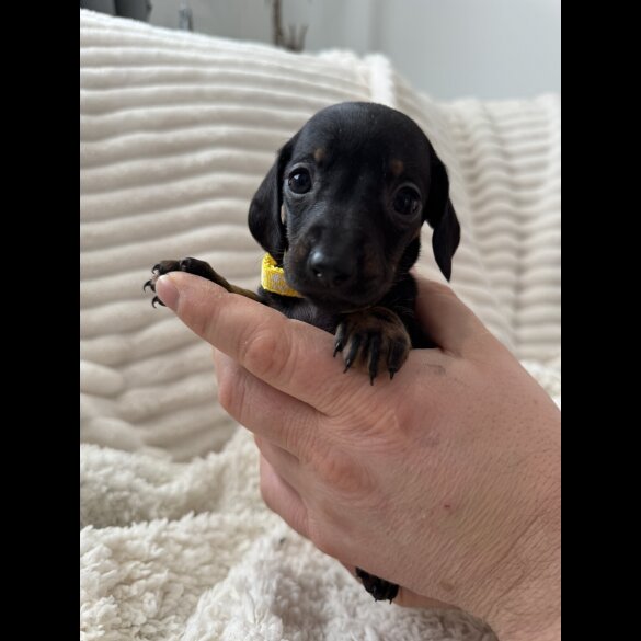Dachshund (Miniature Smooth Haired)