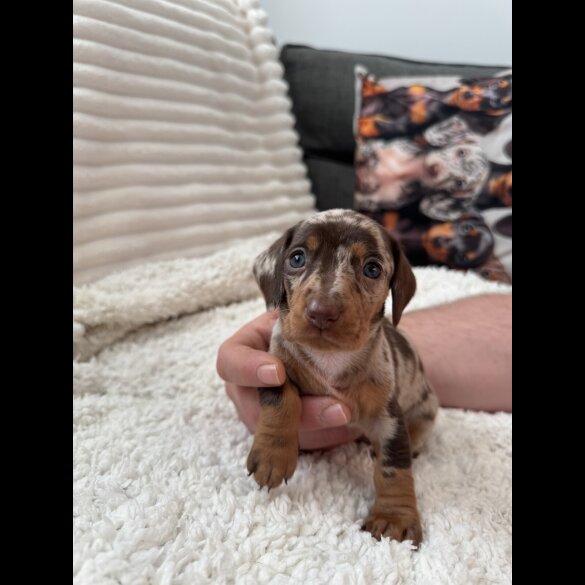 Dachshund (Miniature Smooth Haired)