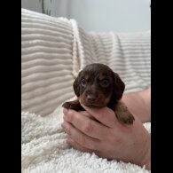 Dachshund (Miniature Smooth Haired)