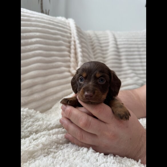 Dachshund (Miniature Smooth Haired)