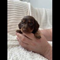 Dachshund (Miniature Smooth Haired)
