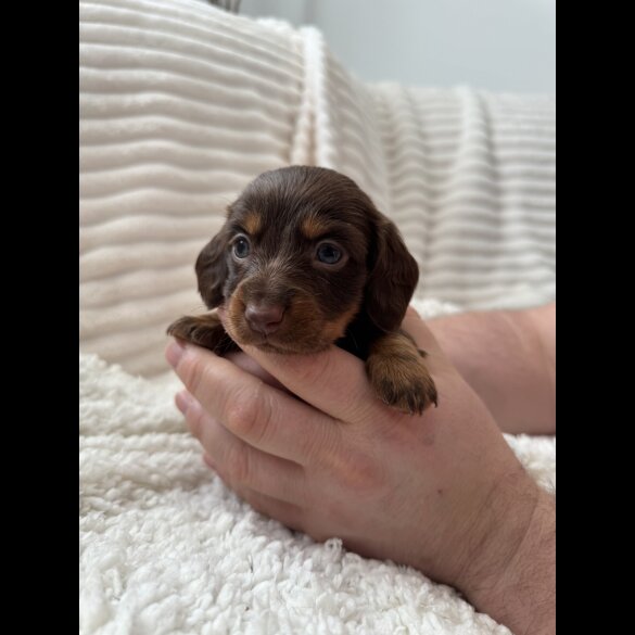 Dachshund (Miniature Smooth Haired)