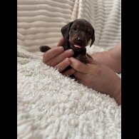 Dachshund (Miniature Smooth Haired)