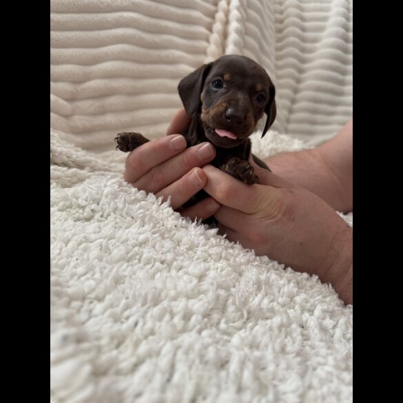 Dachshund (Miniature Smooth Haired)