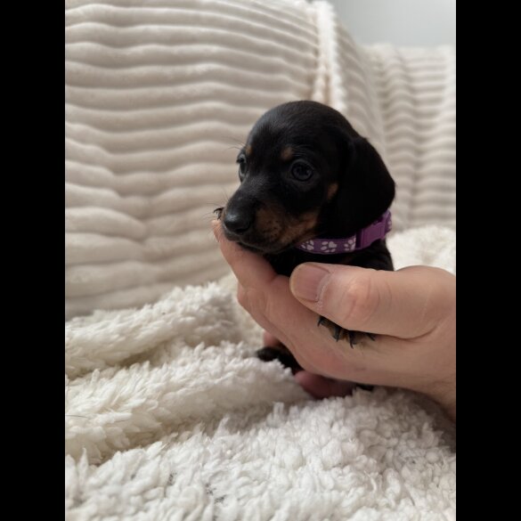 Dachshund (Miniature Smooth Haired)