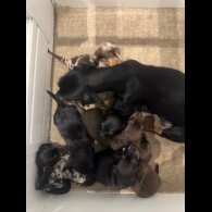 Dachshund (Miniature Smooth Haired)