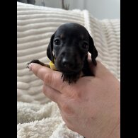 Dachshund (Miniature Smooth Haired)