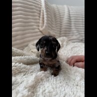 Dachshund (Miniature Smooth Haired)