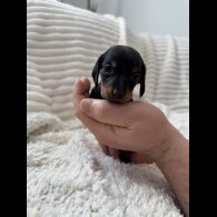 Dachshund (Miniature Smooth Haired)