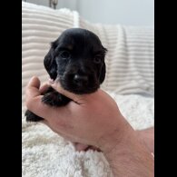 Dachshund (Miniature Smooth Haired)