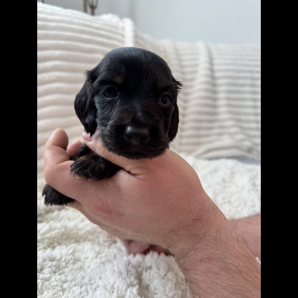 Dachshund (Miniature Smooth Haired)