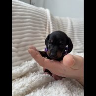 Dachshund (Miniature Smooth Haired)