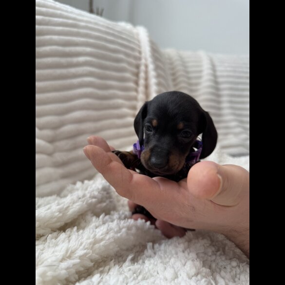 Dachshund (Miniature Smooth Haired)
