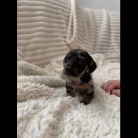 Dachshund (Miniature Smooth Haired)