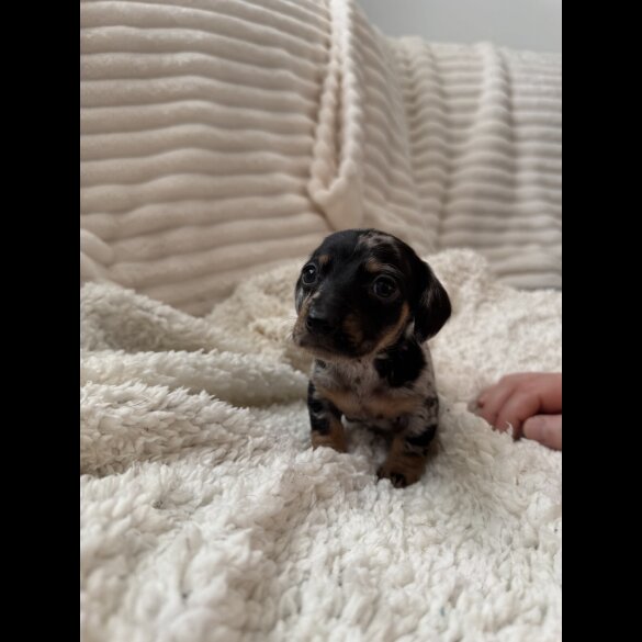 Dachshund (Miniature Smooth Haired)