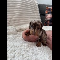 Dachshund (Miniature Smooth Haired)