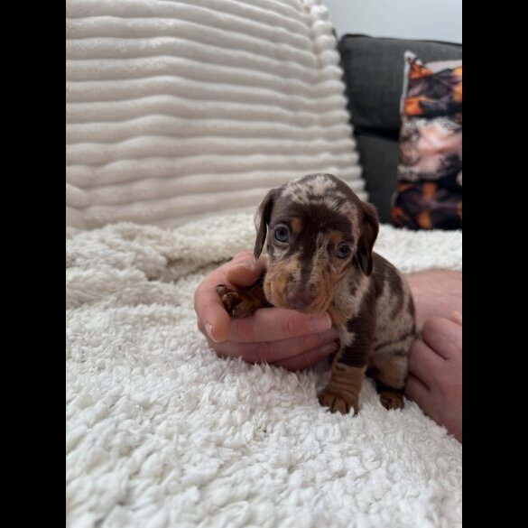 Dachshund (Miniature Smooth Haired)