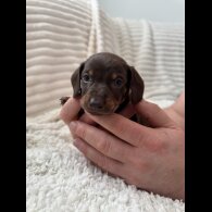 Dachshund (Miniature Smooth Haired)