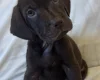 Mixed Breed