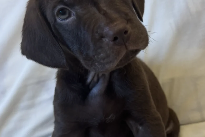Mixed Breed