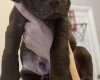 Mixed Breed