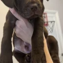 Mixed Breed