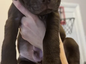 Mixed Breed