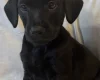 Mixed Breed
