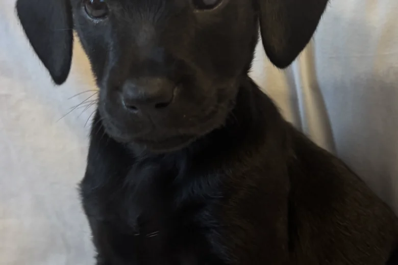 Mixed Breed