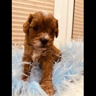 Cavapoo