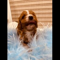 Cavapoo