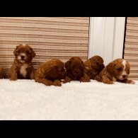 Cavapoo