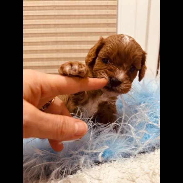 Cavapoo