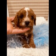 Cavapoo