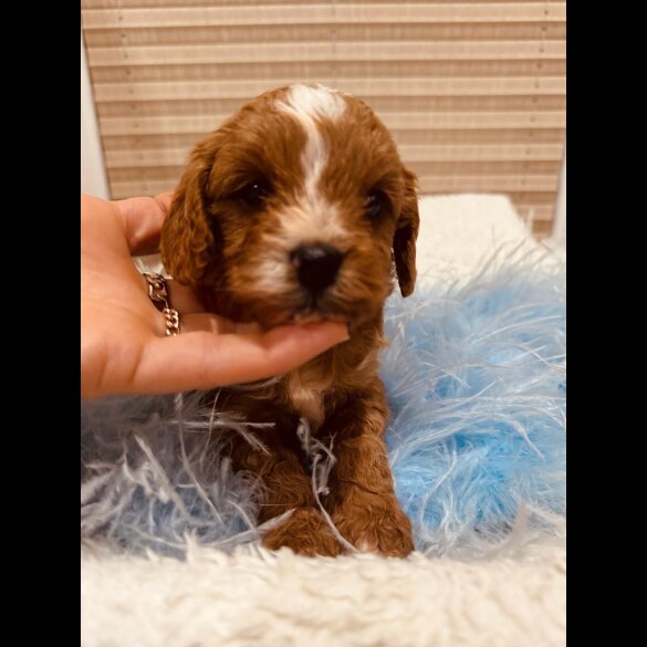 Cavapoo