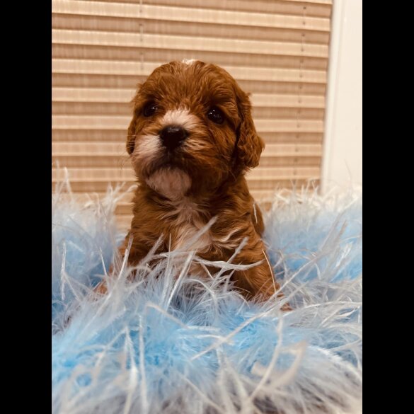 Cavapoo