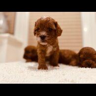 Cavapoo