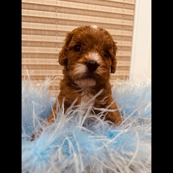 Cavapoo