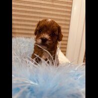 Cavapoo