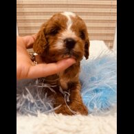 Cavapoo