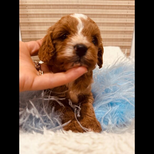 Cavapoo