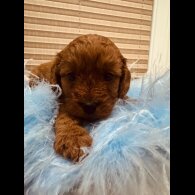 Cavapoo