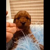 Cavapoo