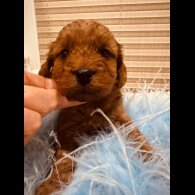 Cavapoo