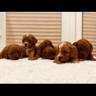 Cavapoo